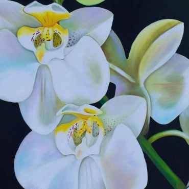 White Orchid